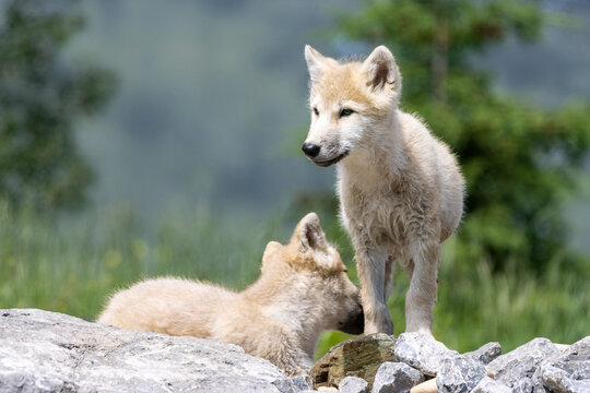 two arctic wolf pups playing or rocky terrain on summer day