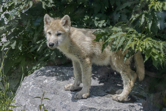 arctic wolf pup playing among trees on rocky terrain 