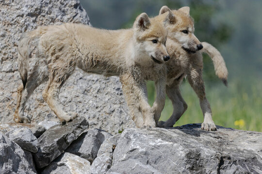 two arctic wolf pups standing on rocks playing in wilderness