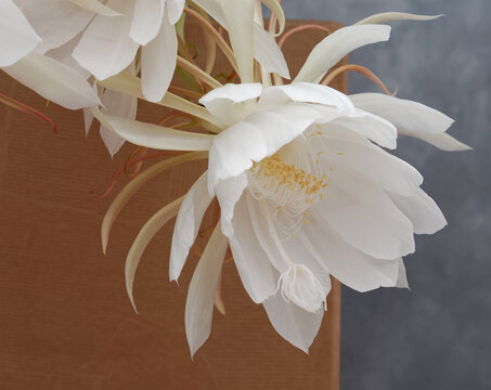 Fleur d'Epiphyllum Oxypetalum (Reine de la nuit ou berceau de Mo&iuml;se) en gros plan. 30 juin 2026	
