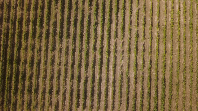 Aerial view of rows of green grape vines in a sunlit Portuguese vineyard