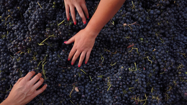 Hands Sorting Freshly Harvested Dark Red Wine Grapes