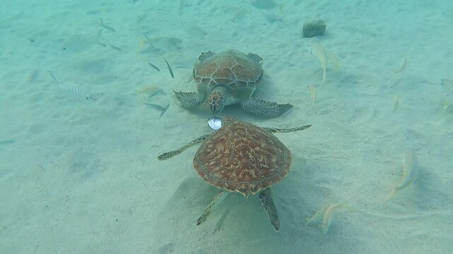Experience the magic of scuba diving with wild sea turtles at Playa Piskad&oacute;, Cura&ccedil;ao. This breathtaking underwater footage captures one of the Caribbean's most famous diving locations.