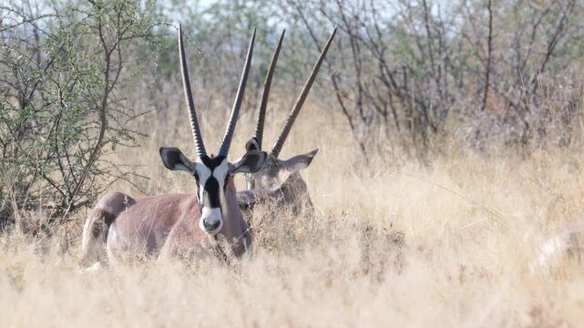 a herd of oryx sit and chew grass near namutoni at etosha national park in namibia, africa