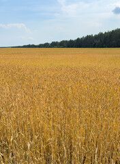 Naklejka premium Summer rural landscape with a ripe wheat field