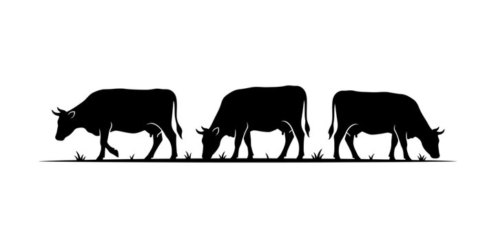 Row of three grazing dairy cows on a white background for farm and agricultural design.