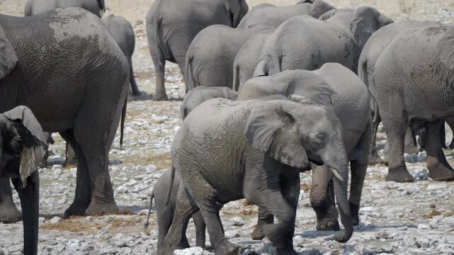 A herd of African elephants gather around a waterhole, Etosha National Park, Namibia.	