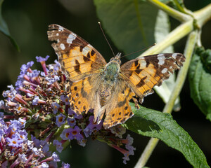 Naklejka premium Painted lady butterfly on a buddleia bush.