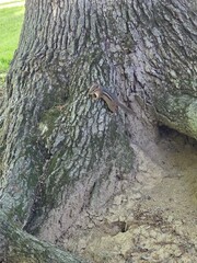 Fototapeta premium Chipmunk on tree