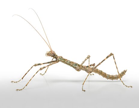 Acrophylla alta Stick Insect Isolated on Pure White Background