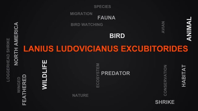 Lanius Ludovicianus Excubitorides Word Cloud