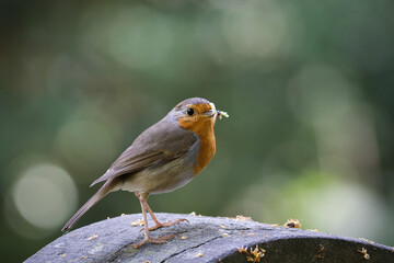 Fototapeta premium A sharp focused European robin (Erithacus rubecula) stands with prey on a stone monument against a soft green bokeh background in summer daylight.