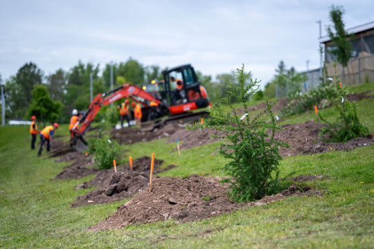 Tree Planting Project with Excavator and Landscaping Crew in Urban Green Space