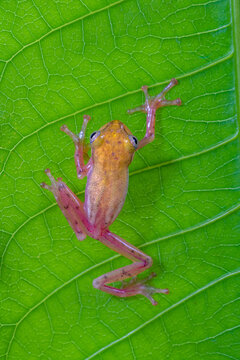 Close-up of a Philautus vittiger frog on a leaf, Indonesia