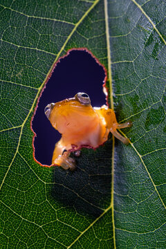 Close-up of a Philautus vittiger frog peering through a hole in a leaf, Indonesia