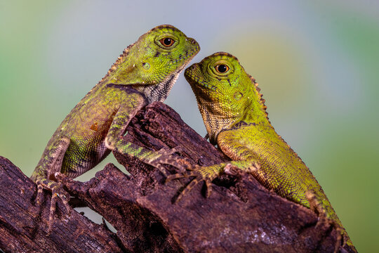 Close-up side view of two Chameleon Forest Dragons (Gonochephalus chamaeleontinus) face to face on a branch, Indonesia