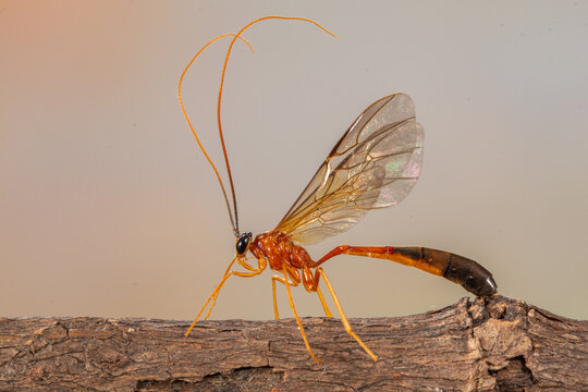 Close-up side view of a parasitic wasp (Eremotylus marginatus) on a branch, Indonesia