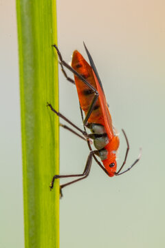 Close-up side view of a red cotton bug (Dysdercus cingulatus) on a leaf, Indonesia