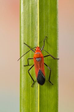 Close-up of a red cotton bug (Dysdercus cingulatus) on a leaf, Indonesia