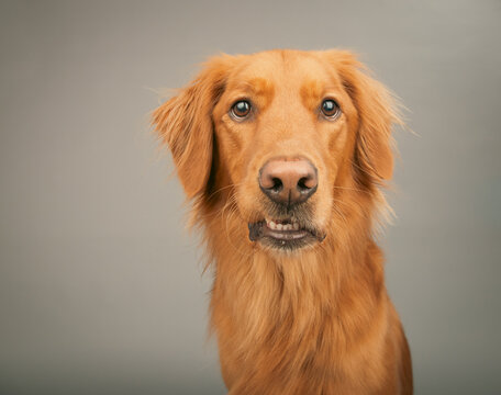 Close-up portrait of a rust coloured golden retriever dog pulling a funny face sitting in front of a grey background