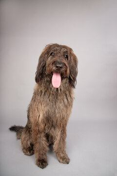 Close-up portrait of a shaggy brown shepadoodle with it's tongue out sitting in front of a grey background