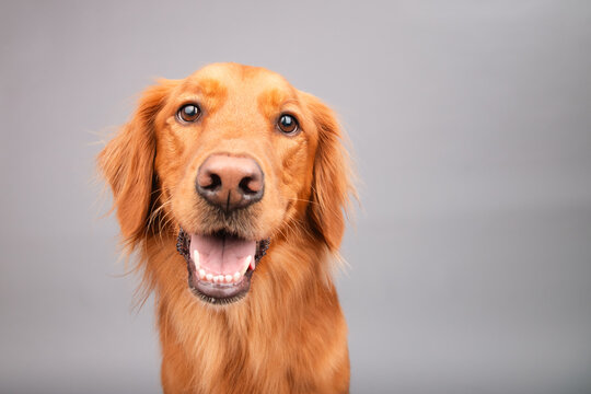 Close-up portrait of a rust coloured golden retriever dog sitting in front of a grey background