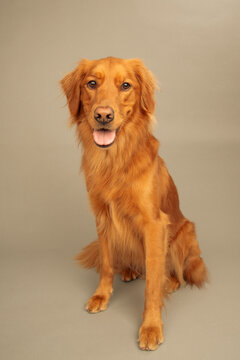 Close-up portrait of a rust coloured golden retriever dog sitting in front of a beige background