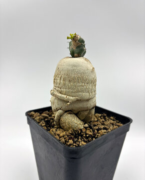 Close-up of a euphorbia stellata caudex houseplant in a plant pot