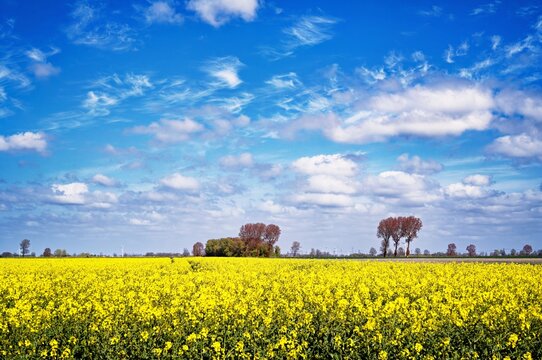 Rapeseed fields growing on fertile marshlands, East Frisia, Lower Saxony, Germany