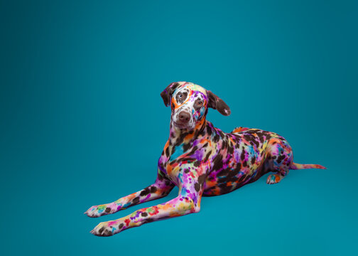 Portrait of a brown Dalmatian covered with multi coloured splashes of pet-safe dye lying down in front of a turquoise background