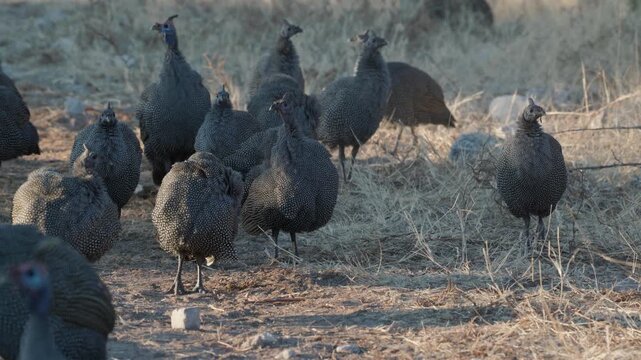 a flock of helmeted guinea fowl foraging near klein nam waterhole of etosha national park in namibia