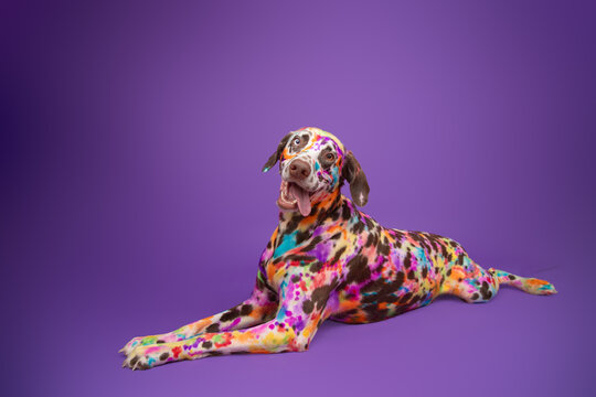 Portrait of a brown Dalmatian covered with multi coloured splashes of pet-safe dye lying down in front of a purple background