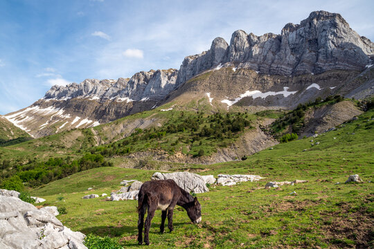 Lone donkey grazing in a meadow in front of the Sierra de Los Alanos mountain range, Pyrenees National Park (Parc national des Pyrenees), Huesca, Aragon, Spain