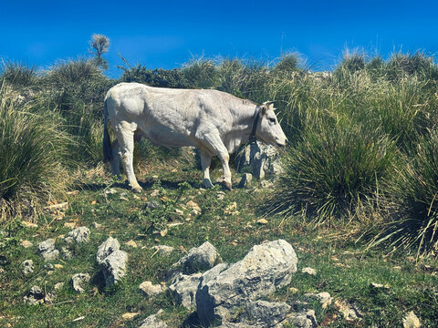 Side view of a white cow standing In the Circeo National Park, Lazio, Italy