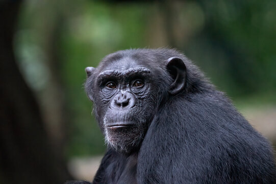 Close-up portrait of an African chimpanzee (Pan troglodytes) sitting in a forest, Indonesia