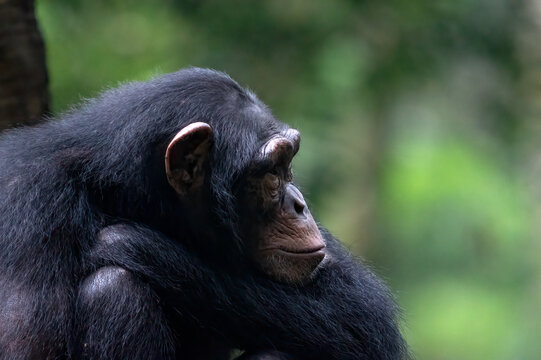 Close-up profile portrait of an African chimpanzee (Pan troglodytes) sitting in a forest, Indonesia