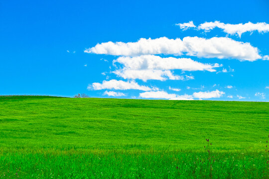 Lush green field in the Tortona Hills, Tortona, Alessandria, Piedmont, Italy
