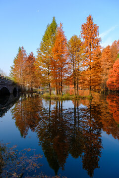 Autumnal redwood trees reflected in Yanque Lake, Zhongshan Mountain National Park, Xuanwu District, Nanjing City, Jiangsu Province, China