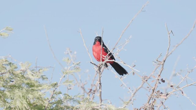 a slow motion clip of a crimson-breasted shrike perching on a branch at etosha national park in namibia, africa