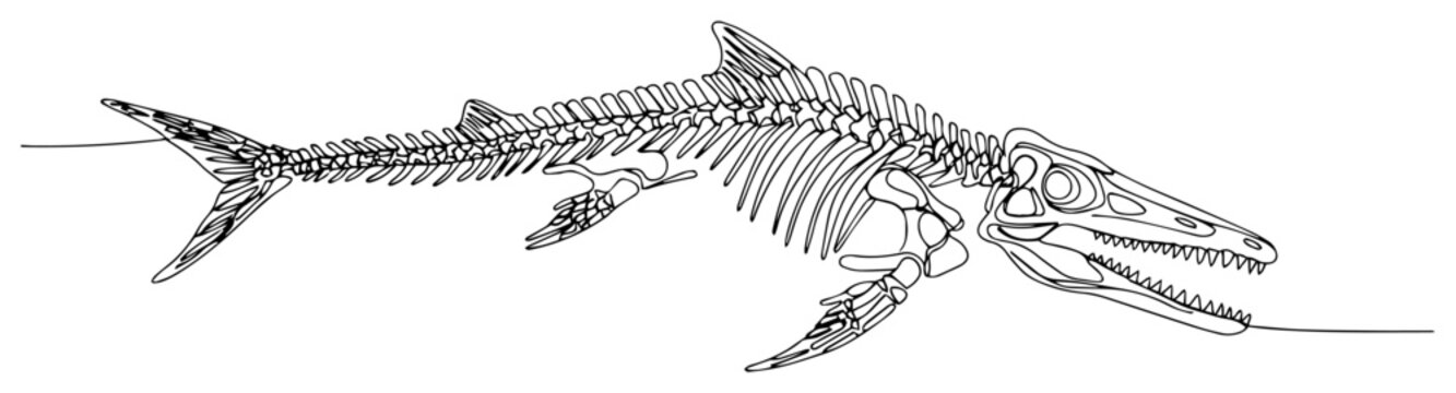 One line drawing of prehistoric marine reptile skeleton Mosasaur fossil for paleontology