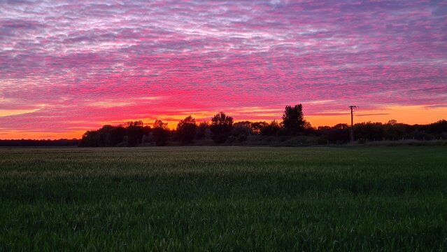 Coucher de soleil sur un champ de bl&eacute; quelque part en &Icirc;le-de-France (vall&eacute;e de Chevreuse)