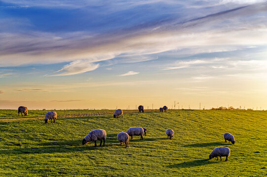 Flock of sheep grazing in a field on a summer day, Oldersum, East Frisia, Lower Saxony, Germany