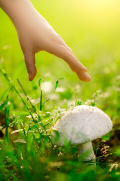 Woman hand reaching for poisonous white mushroom in green grass. Hidden danger in wild nature, toxic fungus poisoning risk concept.