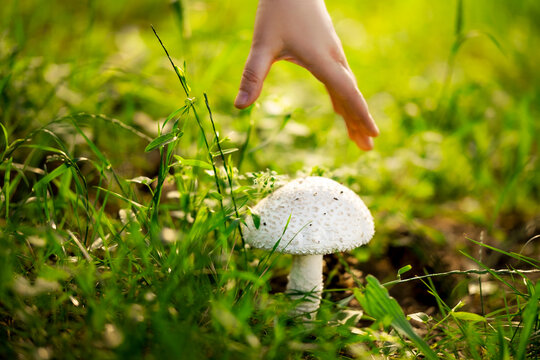 Poisonous white mushroom in the forest with hand interaction. Dangerous nature discovery concept for fungi exploration.