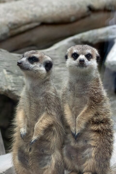 Close-up of Two meerkats standing side by side in front of rocks