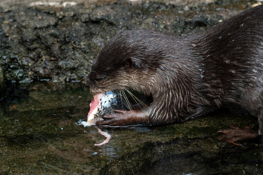 Close-up side view of river otter standing in a river eating a dead fish, Indonesia