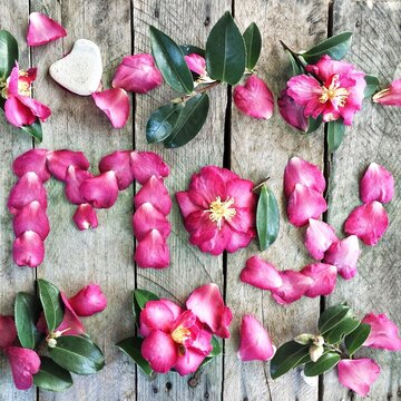 Overhead view of the word May spelled out in pink camelia flowers on a wooden table