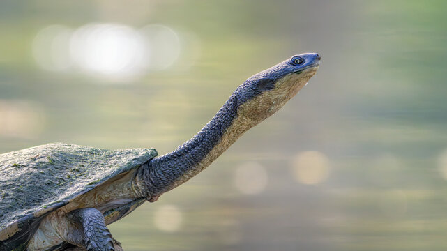 Side view of a wild eastern long-necked turtle (Chelodina longicollis) with outstretched neck by a lake, Victoria, Australia