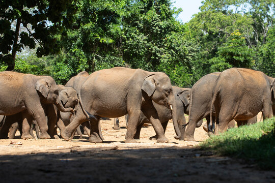 A herd of elephants walking across a sandy road in the jungles of Uda Walawe.