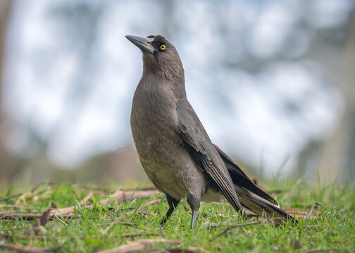 Close-up side view of a wild grey currawong (Strepera versicolor) standing on the grass in a woodland habitat, Australia